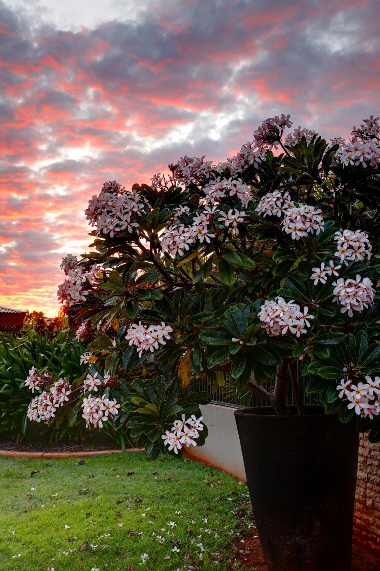 Mantra Frangipani Broome Kültér fotó